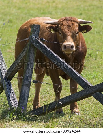 Brown bull behind a fence close up shoot