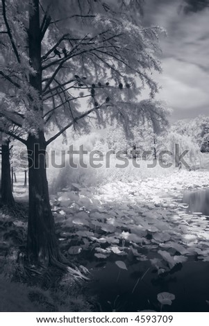 park - infrared picture converted to black and white - vegetation is a little blurry due to long exposure