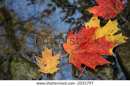 Autumn Maple Leaves Floating in Water