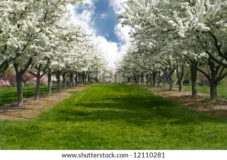 Grass Lane Lined with Apple Trees in Bloom