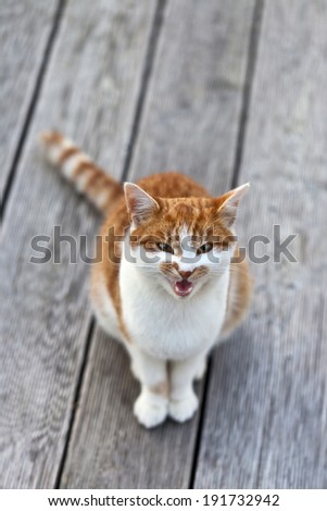 Screaming cat staring into the camera and observing the photographer