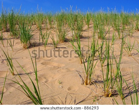 Dune Grass at Sleeping Bear Dunes National Lakeshore