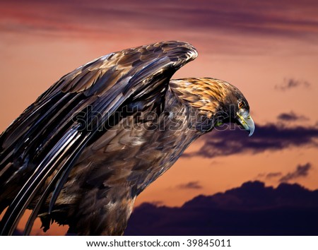 A royal eagle against the sunset