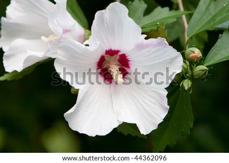 White and red rose of Sharon flower bush closeup