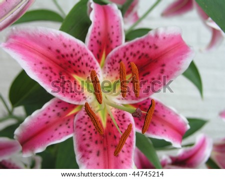 bright colorful hot pink stargazing lily flower