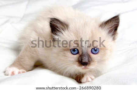Small kitten with blue eyes Siberian breed.