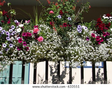 Flowered Planter Boxes