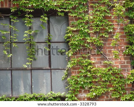 old window on an old brick house covered with vines