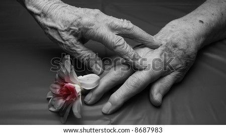 hands of an old woman and old man that are  touching a flower