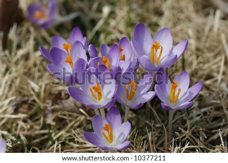 grouping of crocus, first signs of spring