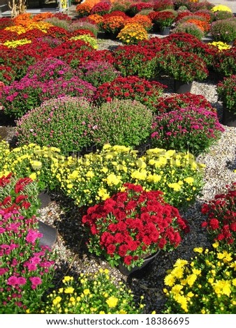 chysanthemums in all different colors make a beautiful picture