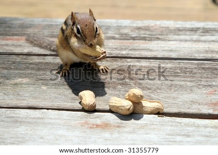 happy chipmunk finding nuts to stuff into his pouch