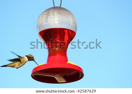 hummingbird drinking sugar water from a feeder against a clear blue sky