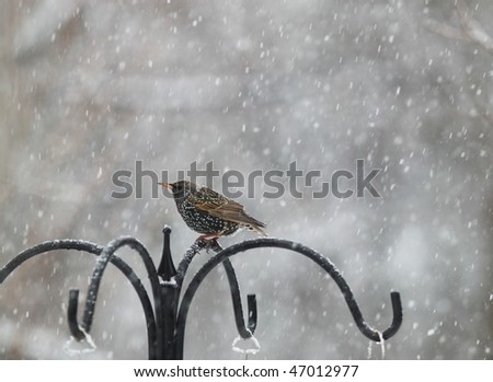 blackbird with white markings make it look as if its covered with snow during the storm