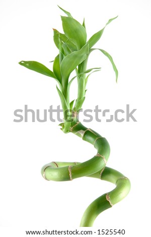 Lucky bamboo in isolated white