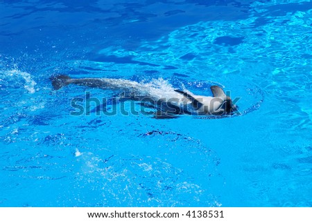 Bottle nose dolphin jump out of the water in a pool