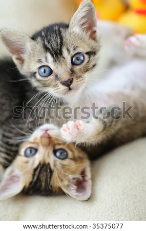 Two lovely small kittens looking up