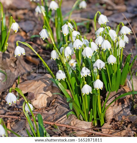 Similar – Image, Stock Photo Märzenbecher Blossom in the forest