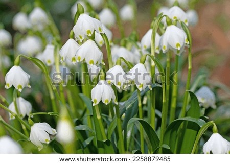 Similar – Image, Stock Photo Märzenbecher Blossom in the forest