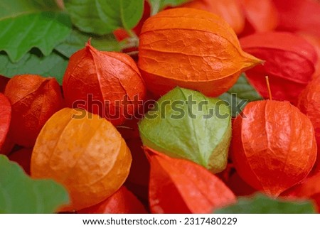 Similar – Foto Bild Physalis | Lampionblume | Herbstschätze | sammeln & dekorieren.