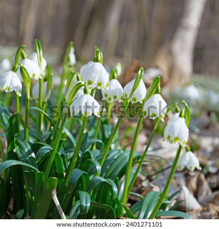 Similar – Image, Stock Photo Märzenbecher Blossom in the forest