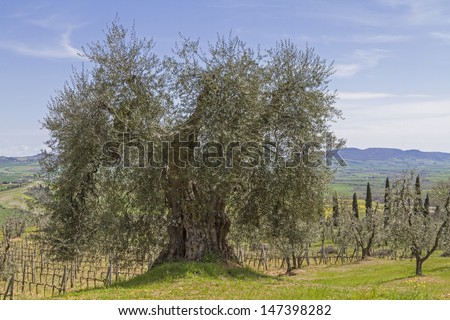 Olive trees and vines, two typical Tuscan plants