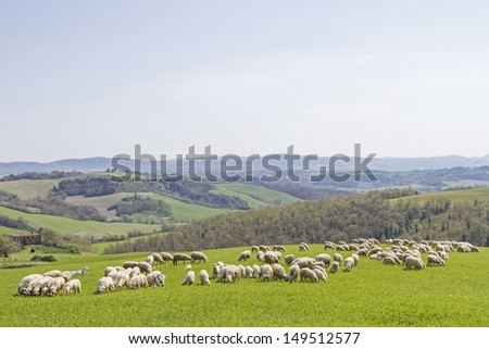 flock of sheep on a pasture in the Crete Senesi