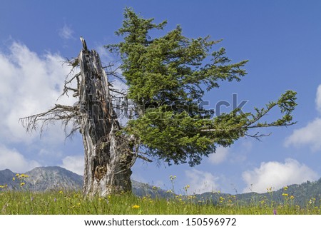 Similar – Image, Stock Photo Come back! fresh start