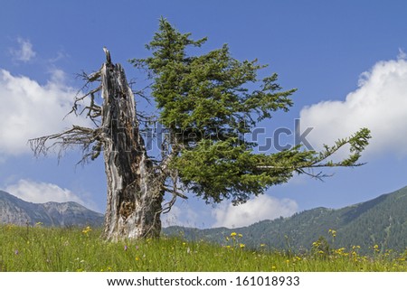 Similar – Image, Stock Photo Come back! fresh start
