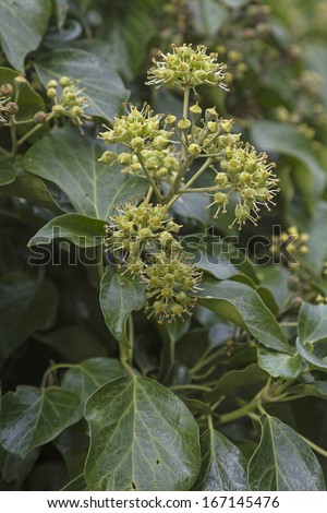 Ivy flowers on an evergreen climbing plant