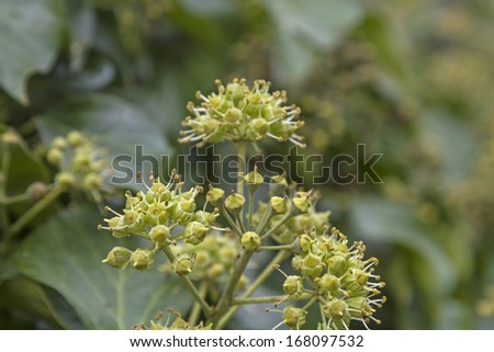 Ivy flowers on an evergreen climbing plant