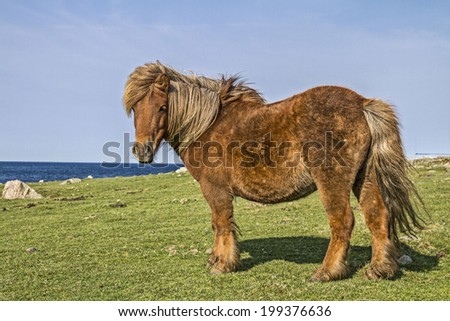 Small shaggy pony on a meadow in front of a Norwegian Fjord
