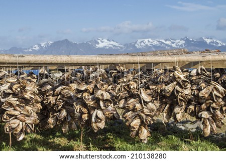 The severed heads of cod preserved by drying in the cold air of Lofoten