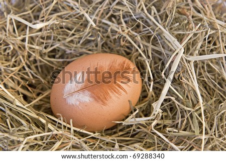 Organic product - freshly laid egg on hay