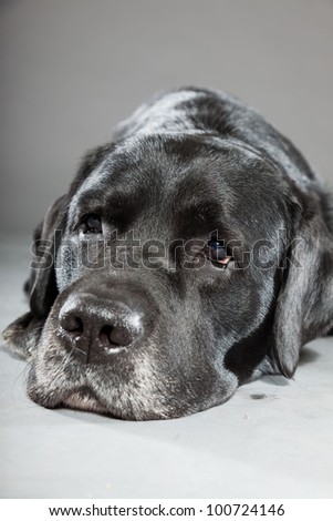 Black labrador dog isolated on grey background. Studio shot. Portrait of a cute pet.