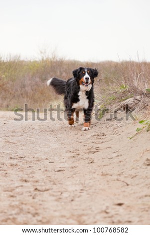Happy berner sennen dog outdoors playing and running in dune landscape. Enjoying nature. Stormy day.