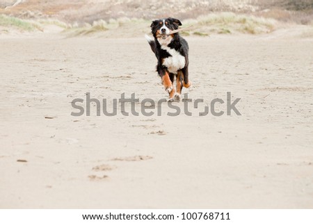 Happy berner sennen dog outdoors playing and running in dune landscape. Enjoying nature. Stormy day.