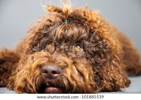 Barbet dog isolated on grey background. Brown French Water Dog. Studio shot.