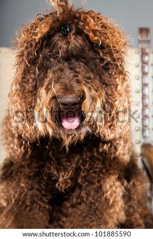 Barbet dog sitting on chair isolated on grey background. Brown French Water Dog. Studio shot.