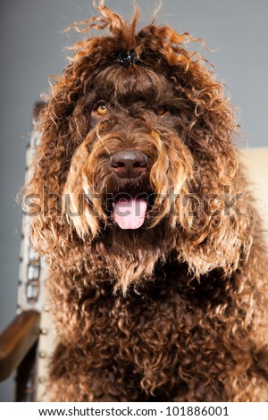 Barbet dog sitting in chair isolated on grey background. Brown French Water Dog. Studio shot.