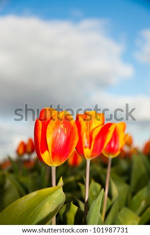 Beautiful field of red yellow tulips with blue cloudy sky. Holland.