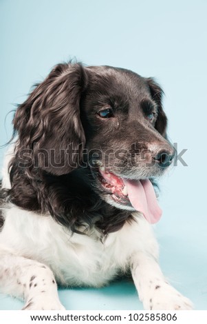 Studio portrait of Stabyhoun or Frisian Pointing Dog isolated on light blue background