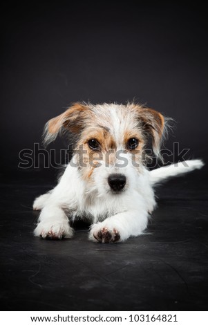 Jack russell puppy isolated on black background. Studio shot.