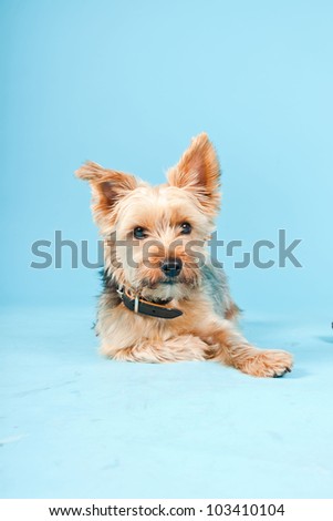 Studio portrait of cute yorkshire terrier dog isolated on light blue background