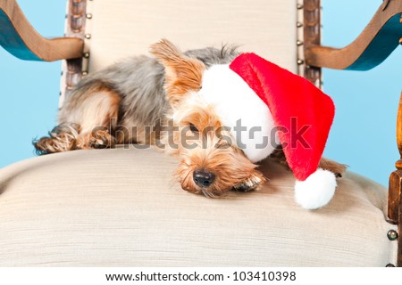 Cute Yorkshire terrier dog with christmas hat sitting in chair isolated on light blue background. Studio shot.