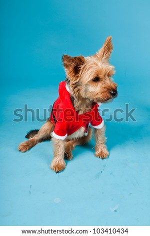 Cute Yorkshire terrier dog with christmas jacket isolated on light blue background. Studio portrait.