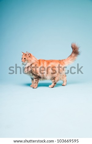 Studio portrait of main coon cat isolated on light blue background.