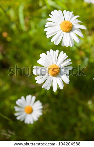 Daisy flowers and green grass, top view