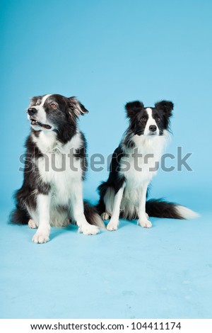 Two beautiful border collie dogs isolated on light blue background. Studio shot.