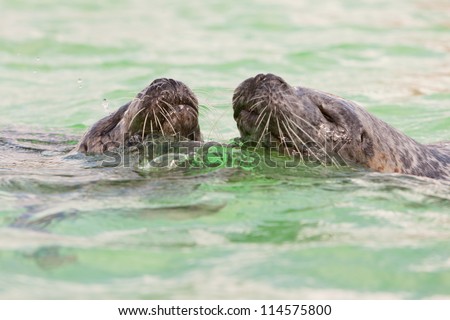 Two cute seals together in basin. Swimming and playing in water. Texel. Wadden island. Ecomare. The Netherlands.